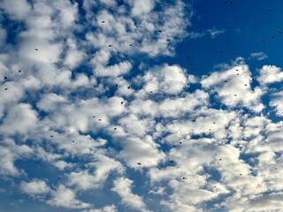 blue sky with clouds and birds
