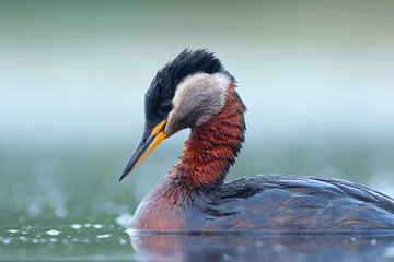 Perkoz rdzawoszyi (Podiceps grisegena), red-necked grebe  © Bartosz Rakoczy