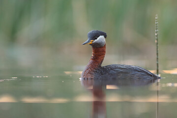 Perkoz rdzawoszyi (Podiceps grisegena), red-necked grebe  © Bartosz Rakoczy