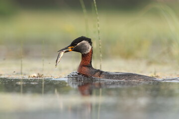 Perkoz rdzawoszyi (Podiceps grisegena), red-necked grebe  © Bartosz Rakoczy