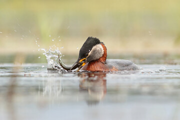 Perkoz rdzawoszyi (Podiceps grisegena), red-necked grebe  © Bartosz Rakoczy