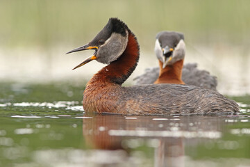 Perkoz rdzawoszyi (Podiceps grisegena), red-necked grebe  © Bartosz Rakoczy