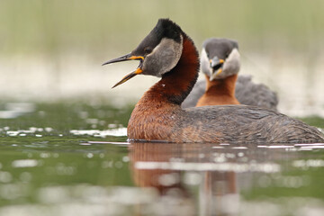 Perkoz rdzawoszyi (Podiceps grisegena), red-necked grebe  © Bartosz Rakoczy