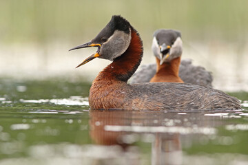 Perkoz rdzawoszyi (Podiceps grisegena), red-necked grebe  © Bartosz Rakoczy