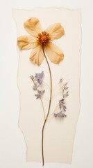 Obraz premium Real pressed spring field flower petal plant art.