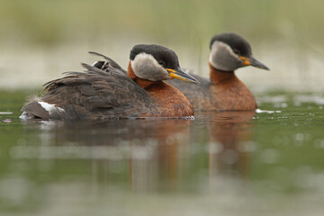 Perkoz rdzawoszyi (Podiceps grisegena), red-necked grebe  © Bartosz Rakoczy
