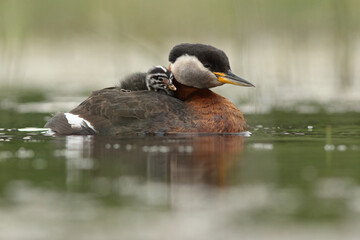Perkoz rdzawoszyi (Podiceps grisegena), red-necked grebe  © Bartosz Rakoczy