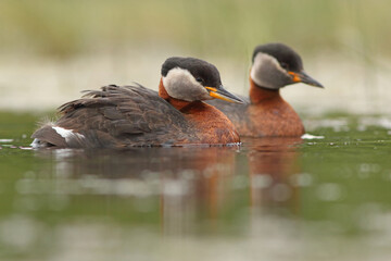 Perkoz rdzawoszyi (Podiceps grisegena), red-necked grebe  © Bartosz Rakoczy