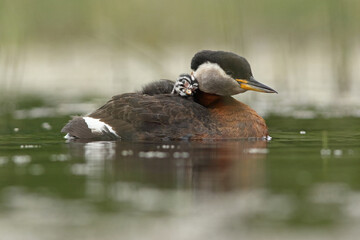 Perkoz rdzawoszyi (Podiceps grisegena), red-necked grebe  © Bartosz Rakoczy