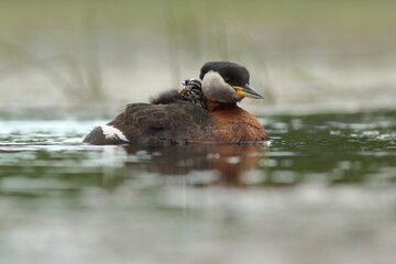 Perkoz rdzawoszyi (Podiceps grisegena), red-necked grebe  © Bartosz Rakoczy