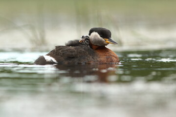 Perkoz rdzawoszyi (Podiceps grisegena), red-necked grebe  © Bartosz Rakoczy