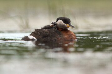 Perkoz rdzawoszyi (Podiceps grisegena), red-necked grebe  © Bartosz Rakoczy