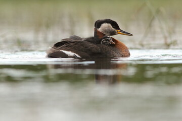 Perkoz rdzawoszyi (Podiceps grisegena), red-necked grebe 