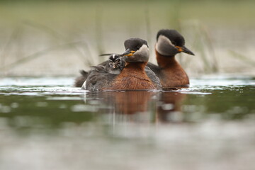 Perkoz rdzawoszyi (Podiceps grisegena), red-necked grebe  © Bartosz Rakoczy