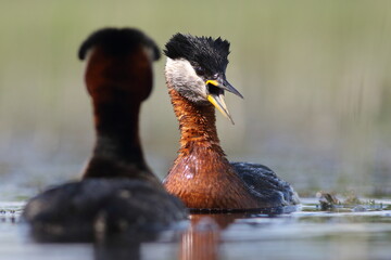 Perkoz rdzawoszyi (Podiceps grisegena), red-necked grebe  © Bartosz Rakoczy