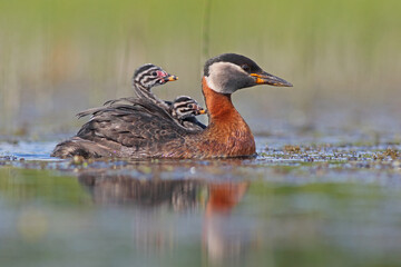 Perkoz rdzawoszyi (Podiceps grisegena), red-necked grebe  © Bartosz Rakoczy