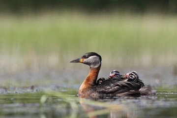 Perkoz rdzawoszyi (Podiceps grisegena), red-necked grebe  © Bartosz Rakoczy