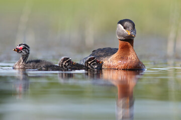 Perkoz rdzawoszyi (Podiceps grisegena), red-necked grebe  © Bartosz Rakoczy