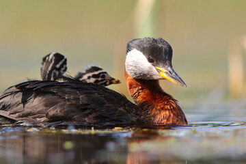 Perkoz rdzawoszyi (Podiceps grisegena), red-necked grebe  © Bartosz Rakoczy
