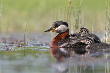 Perkoz rdzawoszyi (Podiceps grisegena), red-necked grebe  © Bartosz Rakoczy