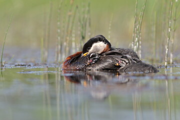 Perkoz rdzawoszyi (Podiceps grisegena), red-necked grebe  © Bartosz Rakoczy