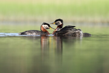 Perkoz rdzawoszyi (Podiceps grisegena), red-necked grebe  © Bartosz Rakoczy
