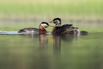 Perkoz rdzawoszyi (Podiceps grisegena), red-necked grebe  © Bartosz Rakoczy