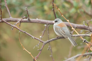  Red-backed dark eyed Junco, Junco hyemalis in Arizona.