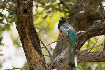 Elegant trogon, Trogon elegans, in Arizona. 