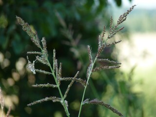 Delicate grass stalks stand tall against a blurred backdrop of greenery, illuminated by bright sunlight in a tranquil outdoor environment, capturing nature's simplicity.