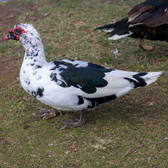 white duck in the field
