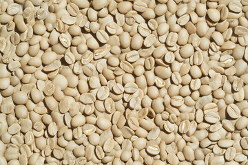 Fototapeta premium The Essence of Coffee: A close-up shot captures a vast spread of raw coffee beans, their beige hue and intricate textures hinting at the rich beverage they will become.