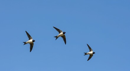 Three swallows in flight against clear blue sky