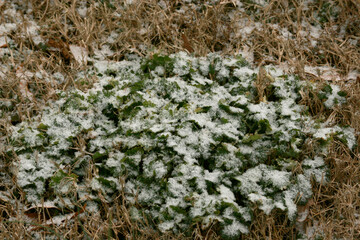 Snow on plant