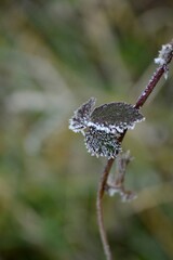 leaves and frost on them