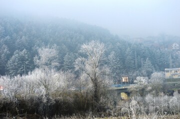 trees covered with snow and frost