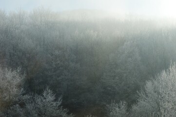 trees covered with snow and frost