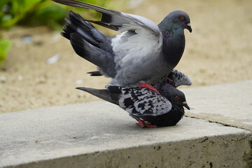 
Two mating street pigeons (Columbidae). Fortaleza Ceará, Brazil.