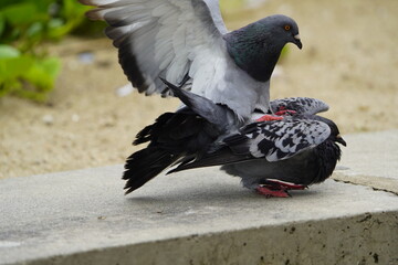 Fototapeta premium Two mating street pigeons (Columbidae). Fortaleza Ceará, Brazil.