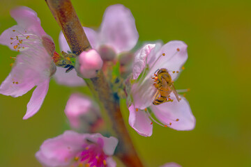 bee on pink flower