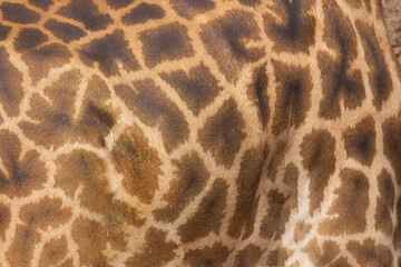 Giraffes beautiful skin, fur pattern, design. 