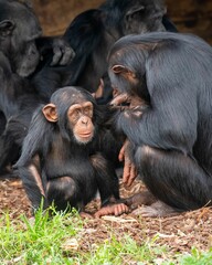 Cute Chimpanzee Enjoys a Grooming Moment in Nature