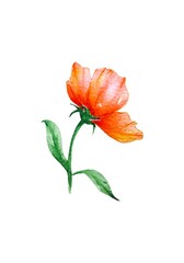 Hand drawn watercolor illustration of a single delicate red orange flower on a green stem leaves isolated on white background. Ideal for cards, design and decorative use.