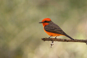 Vermilion Flycatcher, Pyrocephalus obscurus in Arizona.
