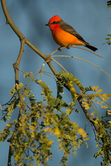 Vermilion Flycatcher, Pyrocephalus obscura, taken in Arizona.