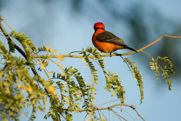 Vermilion Flycatcher, Pyrocephalus obscurus, taken in Arizona.