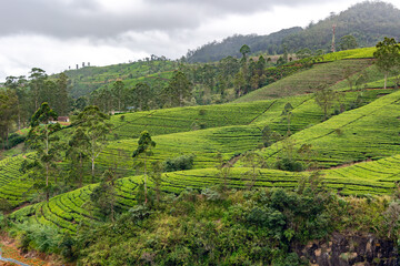 Mountain hills with tea plantations in Nuwara Eliya region on a cloudy early morning. Sri Lanka	