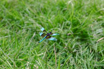 dragonfly on the grass