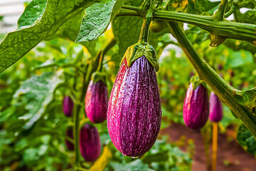 Ripe purple eggplants grow in the greenhouse. Concept of gardening. Concept of healthy vegetables