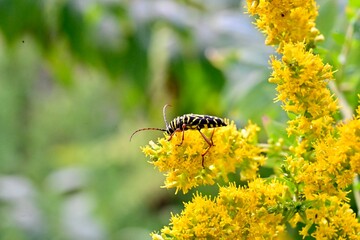 Locust borer on Goldenrod 